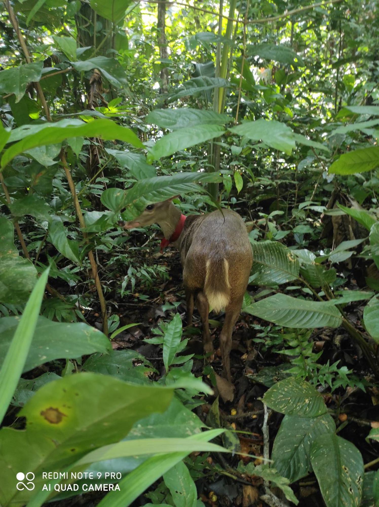 Auberge de jeunesse Castana Amazon Park à Puerto Maldonado Extérieur photo